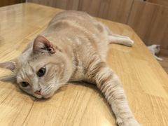 -是阿柴呀！柴犬咖啡·爱喵喵猫咖