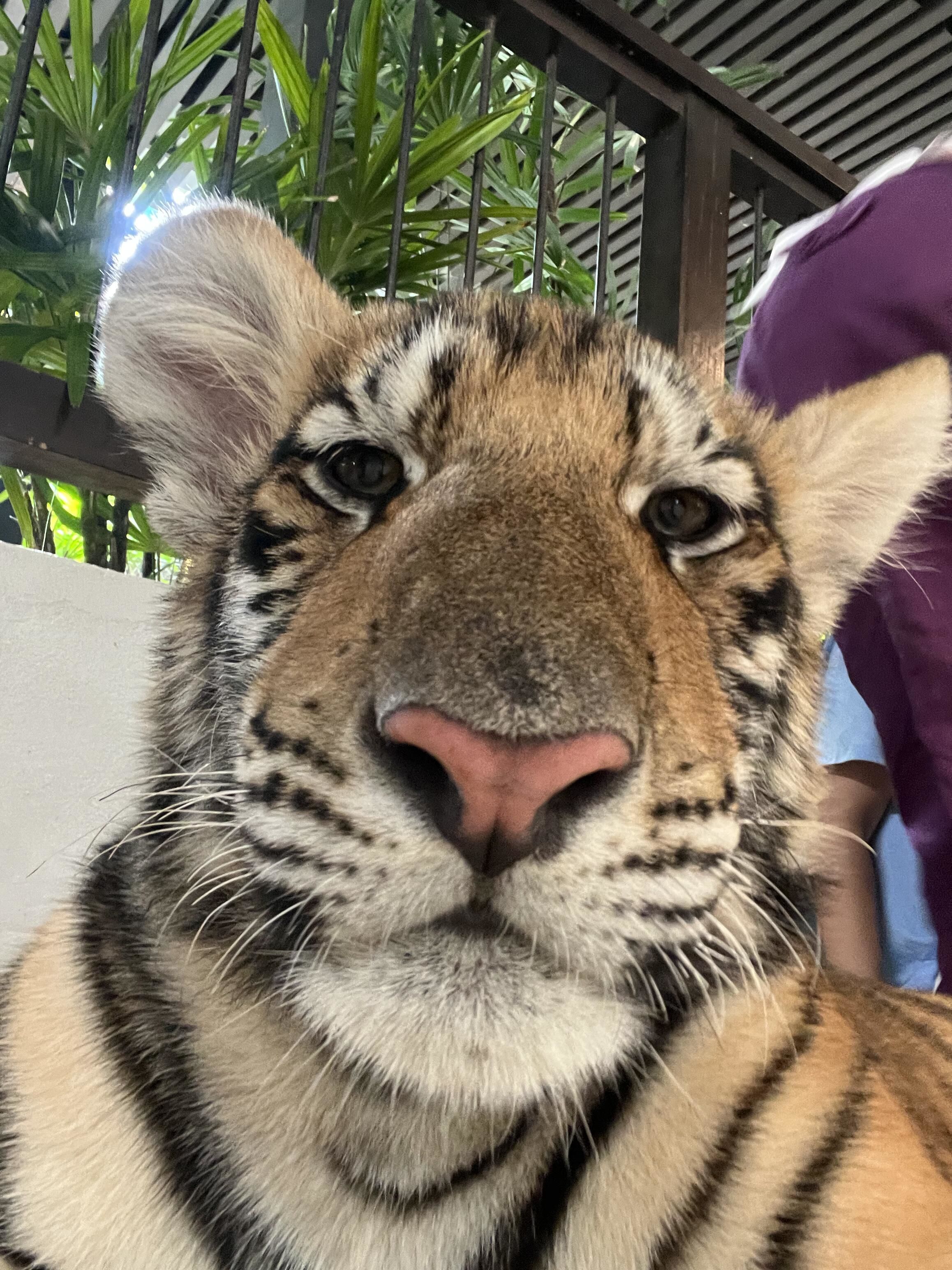 好可爱的大咪啊