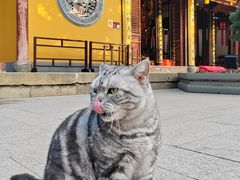 -龙华素斋(龙华路店)