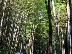 -广州市石门国家森林公园