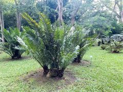 -中国科学院西双版纳热带植物园