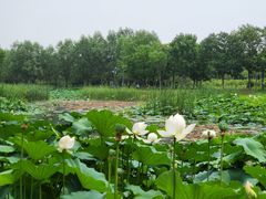 -东郊湿地公园