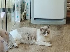 -派联宠物医院·24h·CT·异宠
