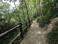 -上海佘山国家森林公园天马山园