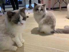 -momokira米努特·德文卷毛猫·棉花面纱犬