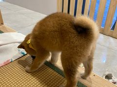 -柴犬小屋·柴餐厅·狗咖食堂(金鼎广场店)