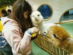 -藦茜花园宠物主题亲子互动体验馆(国顺东路店)