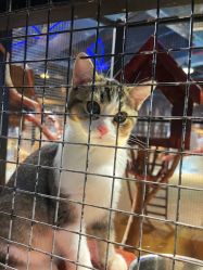 -酷嗒动物文化乐园(cutezoo西溪乐天城店)