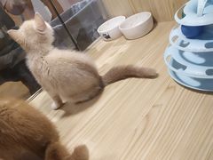 -屋虎猫馆(宝安大仟里店)