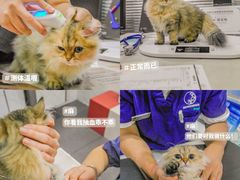 -伟伟宠物医院·CT影像中心·瑞派犬猫综合性门诊(汉口总院)