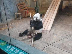 -深圳野生动物园