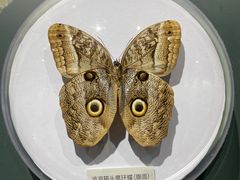 -国家自然博物馆