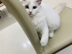 -Bastet sally猫舍购宠(静安店)
