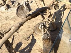 -石家庄市动物园