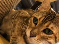 -more than meow吴止猫主题餐厅(承德 中船汇店)