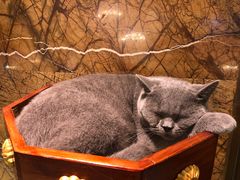 -more than meow吴止猫主题餐厅(承德 中船汇店)