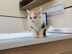 -萌兽医馆·犬猫专科·眼科中心·宠物医院(朝阳门分院)