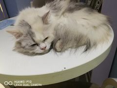 -喵的天空名猫咖啡馆·撸猫·猫舍·用品