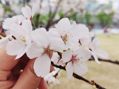 -西北湖绿化广场