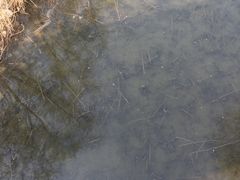 -北京麋鹿生态实验中心