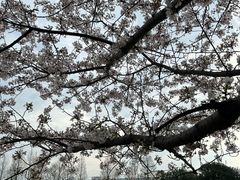 -高东镇樱花园