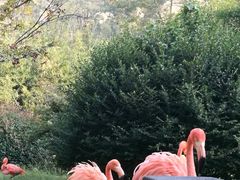 -青岛森林野生动物世界