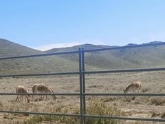 -新疆天山野生动物园