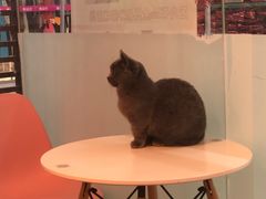 -三花喵·撸猫购宠·宠物生活馆(虹桥南丰城店)