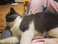 -喜多萌中农锦绣动物医院24H·猫科·牙科MRI·CT