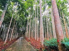 -中国科学院西双版纳热带植物园