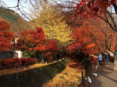 -河口湖八音盒之森美术馆