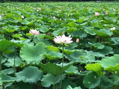 -李小龙乐园(顺德均安店)