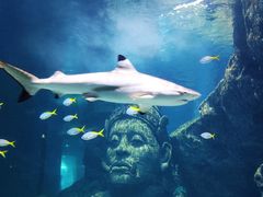 -暹罗海洋世界