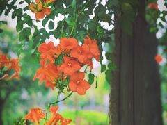 -前小桔亲子创意农场·草莓采摘·露营烧烤