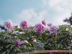 -玄武湖景区-情侣园游乐场