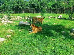 -西安秦岭野生动物园