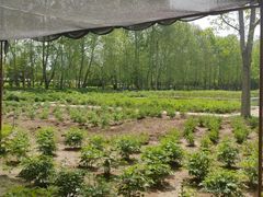 -洛阳市隋唐城遗址植物园