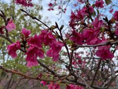 -天适樱花悠乐园