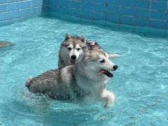 -趣玩宠物乐园寄养训犬训狗游泳池