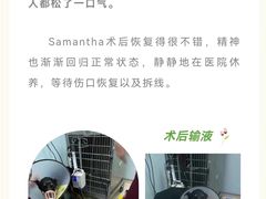 -瑞派申生动物医院·24H夜诊·国际动物医疗中心·骨外科(吴中路店)