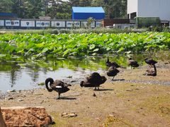 -长春市南湖公园