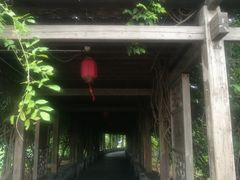 -荷塘月色湿地公园·向阳花洲