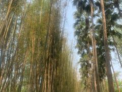 -中国科学院西双版纳热带植物园