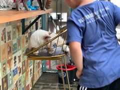 -喵屿·大理花园猫咖