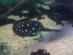 -瑞普利水族馆