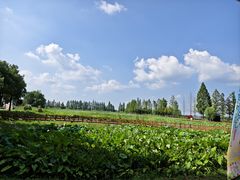 -洪湖生态旅游区