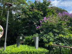 -深圳仙湖植物园-停车场