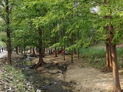 -白水寺森林公园