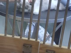 -四月宠物医院·猫专科·心脏专科·内科(转塘店)
