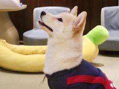-逗柴咖啡屋·狗咖猫咖宠物桌游